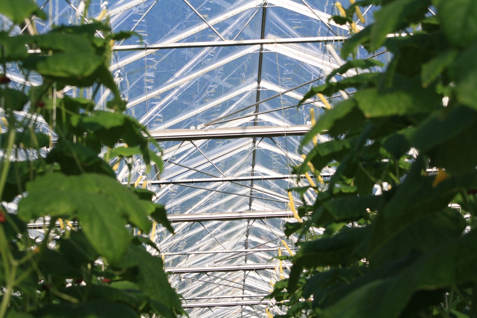 Hortixs Horticulture turnkey greenhouse projects